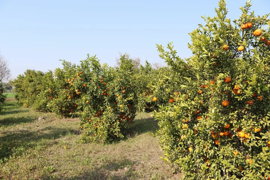Citrus grove in full fruit