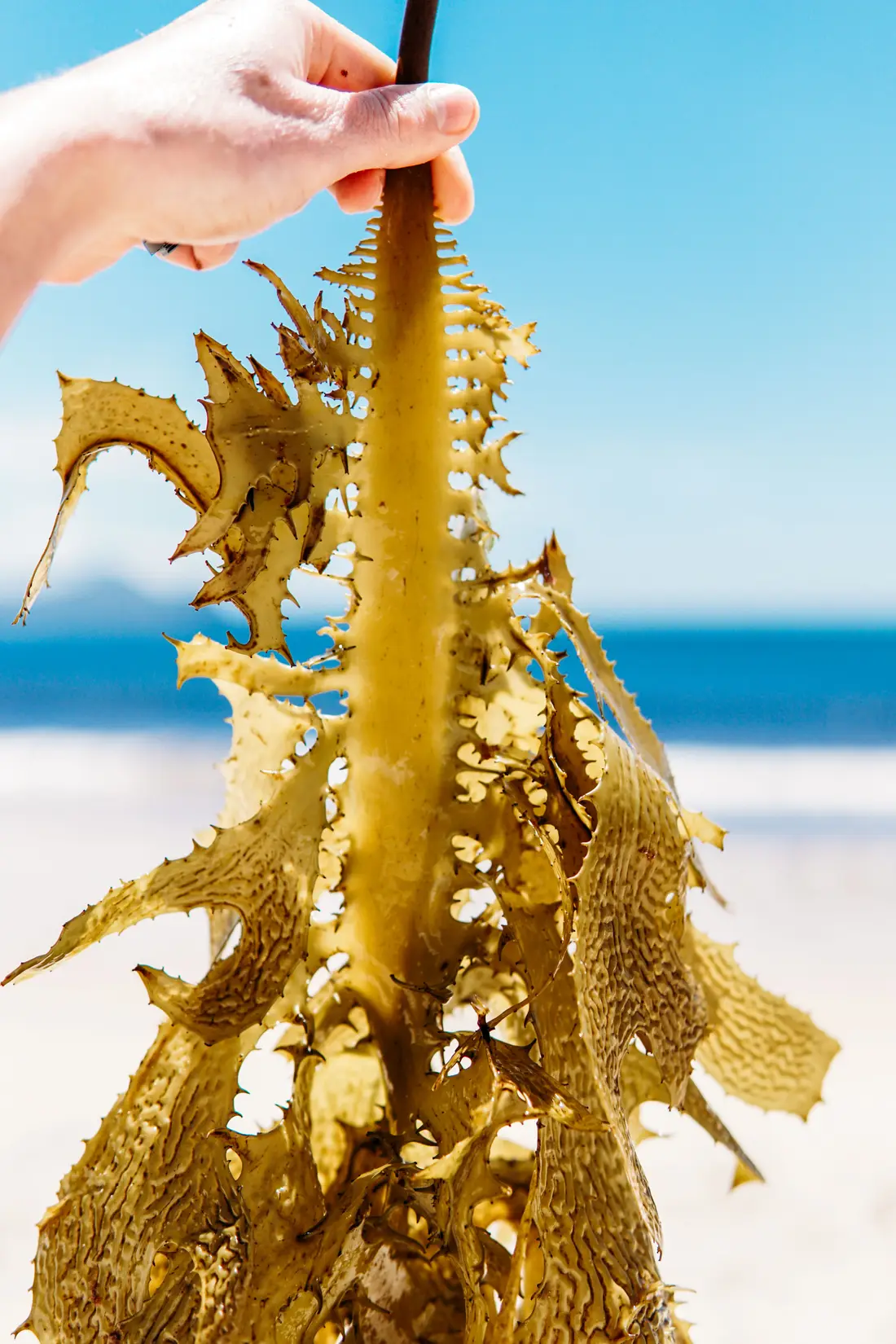 Hand holding fresh kelp at the shoreline